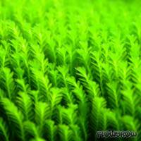 Fissidens crispulus - Zipper moss - Flowgrow Aquatic Plant Database