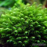 Fissidens fontanus - Phoenix moss - Flowgrow Aquatic Plant Database