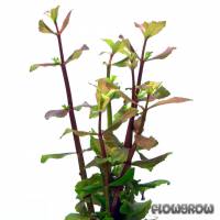 Gratiola virginiana - Roundfruit Hedge-hyssop - Flowgrow Aquatic Plant Database