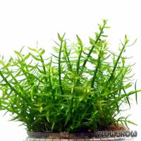 Gratiola viscidula - Short's hedgehyssop - Flowgrow Aquatic Plant Database