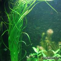 Helanthium bolivianum "Angustifolius" - Flowgrow Aquatic Plant Database