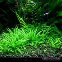 Helanthium bolivianum "latifolius" - Flowgrow Aquatic Plant Database