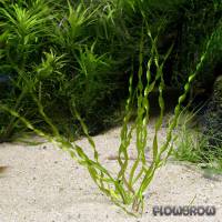 Helanthium bolivianum 'Vesuvius' - Corkscrew sword - Flowgrow Aquatic Plant Database