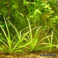 Helanthium sp. "Angustifolius, kleine Form" - Flowgrow Aquatic Plant Database