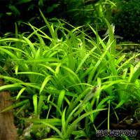 Helanthium tenellum "parvulum" - Flowgrow Aquatic Plant Database