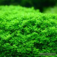 Hemianthus callitrichoides "Cuba" - Dwarf baby tears - Flowgrow Aquatic Plant Database