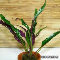 Hemigraphis repanda - Dragon flame - Flowgrow Aquatic Plant Database