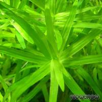 Heteranthera zosterifolia - Stargrass - Flowgrow Aquatic Plant Database