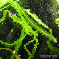 Heteroscyphus zollingeri - Pearl moss - Flowgrow Aquatic Plant Database