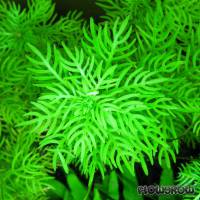 Hottonia palustris - Featherfoil - Flowgrow Aquatic Plant Database
