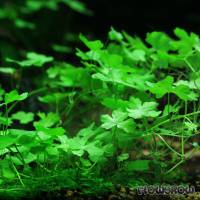 Hydrocotyle cf. tripartita - Flowgrow Aquatic Plant Database