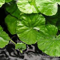 Hydrocotyle leucocephala - Brazilian pennywort - Flowgrow Aquatic Plant Database