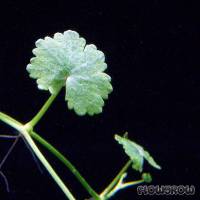 Hydrocotyle sibthorpioides - Flowgrow Aquatic Plant Database