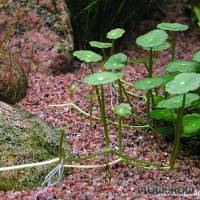 Hydrocotyle verticillata - Whorled pennywort - Flowgrow Aquatic Plant Database