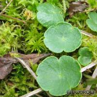 Hydrocotyle vulgaris - Flowgrow Aquatic Plant Database