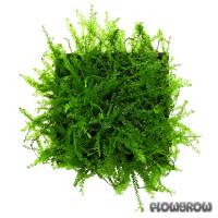 Hydropogonella gymnostoma - Queen moss - Flowgrow Aquatic Plant Database