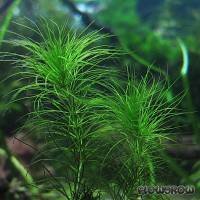 Hydrothrix gardneri - Flowgrow Aquatic Plant Database