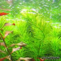 Hydrotriche hottoniiflora - Flowgrow Aquatic Plant Database