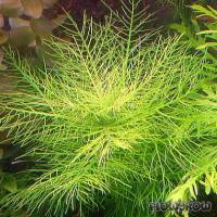 Hygrophila balsamica - Flowgrow Aquatic Plant Database