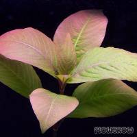 Hygrophila corymbosa - Flowgrow Aquatic Plant Database