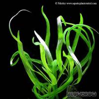 Hygrophila corymbosa ''Angustifolia'' - Flowgrow Aquatic Plant Database