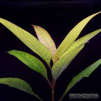 Hygrophila corymbosa "Siamensis" - Flowgrow Aquatic Plant Database