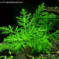 Hygrophila difformis - Water Wisteria - Flowgrow Aquatic Plant Database