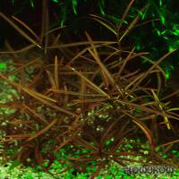 Hygrophila lancea "Araguaia" - Flowgrow Aquatic Plant Database