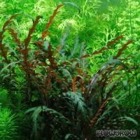 Hygrophila pinnatifida - Flowgrow Aquatic Plant Database