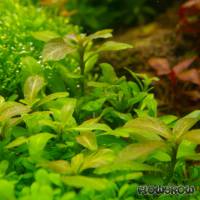 Hygrophila polysperma 'Big leaf' - Flowgrow Aquatic Plant Database