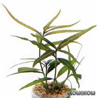 Hygrophila sp. 'Bold' - Flowgrow Aquatic Plant Database