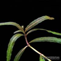 Hygrophila sp. 'Tiger' - Flowgrow Aquatic Plant Database