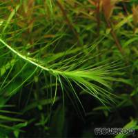 Lagarosiphon madagascariensis - Flowgrow Aquatic Plant Database