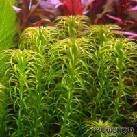Lagarosiphon major - Curly waterweed - Flowgrow Aquatic Plant Database