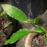 Lagenandra meeboldii "Grün" ("Green") - Flowgrow Aquatic Plant Database