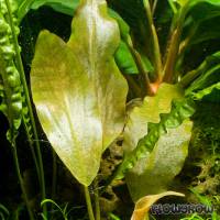 Lagenandra meeboldii "Pink" - Flowgrow Aquatic Plant Database