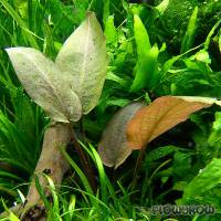 Lagenandra meeboldii "Rot" ("Red") - Flowgrow Aquatic Plant Database