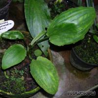 Lagenandra nairii - Nair's Lagenandra - Flowgrow Aquatic Plant Database