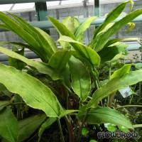 Lagenandra ovata - Malayan sword - Flowgrow Aquatic Plant Database