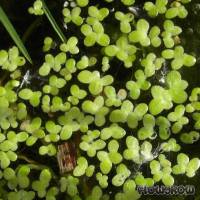 Lemna minor - Common Duckweed - Flowgrow Aquatic Plant Database