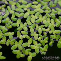 Lemna spp. - Duckweed (several species) - Flowgrow Aquatic Plant Database