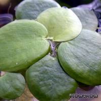 Limnobium laevigatum - Amazon frogbit - Flowgrow Aquatic Plant Database