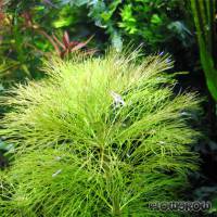 Limnophila aquatica - Giant Ambulia - Flowgrow Aquatic Plant Database