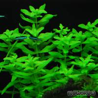 Limnophila aromatica - Flowgrow Aquatic Plant Database