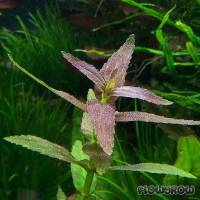 Limnophila aromatica "Mini" - Flowgrow Aquatic Plant Database