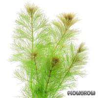 Limnophila brownii - Darwin River Ambulia - Flowgrow Aquatic Plant Database