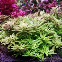 Limnophila cf. hippuridoides "Mini" - Flowgrow Aquatic Plant Database