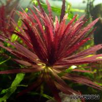Limnophila hippuridoides - Flowgrow Aquatic Plant Database