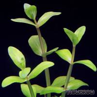 Lindernia dubia - Flowgrow Aquatic Plant Database