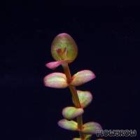 Lindernia sp. 'India' - Flowgrow Aquatic Plant Database